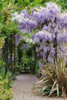 Wisteria sinensis climbing over colonnade, Clematis montana, Phormium Sundowner and Hosta Halcyon - The Garden of Rooms at RHS Wisley 