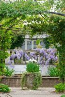 Wisteria sinensis, white Tulips with ivy in container and other climbers over Gazebo - The Garden of Rooms at RHS Wisley
