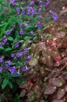 Epimedium x rubrum and Pulmonaria 'Lewis Palmer'