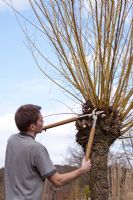 Man pollarding a willow tree