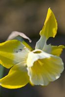 Mollusc damage on Narcissus