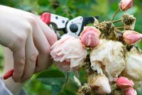 Dead heading Rosa 'Albertine'