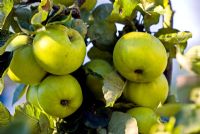 Malus 'Stirling Castle' - Apples