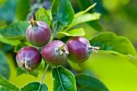 Malus 'George Cave' - Immature apples 