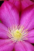 Clematis 'Bourbon'