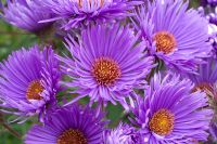 Aster novae-angliae 'Barr's Purple'
