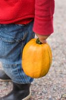 Boy with pumpkin picked in field