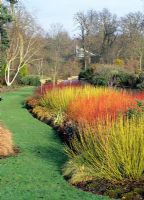 Winter border with Cornus 'Midwinter Fire', Cornus stolonifera 'Flaviramea' and Cornus alba 'Sibirica' in Savill gardens Windsor