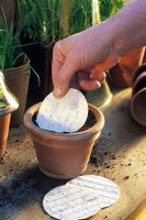 Sowing Ocimum Basilicum - Placing Basil seed disks in pot
