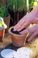 Sowing Ocimum Basilicum - Basil with seed disks - Compacting down soil with fingers

