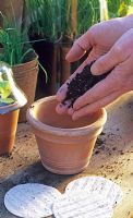 Sowing Ocimum Basilicum - Basil seed disks - Filling pot with soil