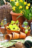 Lettuce seedlings and Narcissus in terracotta pots on table
