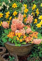 Colour themed Hyacinthus orientalis 'Gipsy Queen' paired up with peach and pink Primula polyanthus in brown mud bowl, with Narcissus behind.