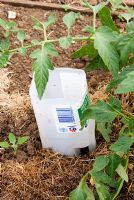 Plastic milk carton reused to act as a way of getting water to the roots of a tomato plant and old grass used as a mulch on an allotment in Cambridgeshire