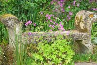 The terrace at Cothay Manor, Somerset covered with self seeded Erigeron karvinskianus, hardy Geraniums and Sisyrinchium in front of stone seat backed by Geranium palmatum