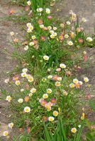 Terrace covered with self seeded Erigeron karvinskianus, at Cothay Manor, Somerset