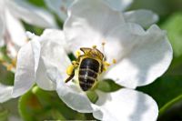 Bee pollinating apple blossom