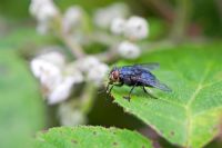 Calliphora vomitoria - Blue bottle fly grooming on blackberry leaves