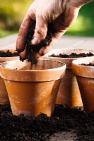 Potting up clay pots