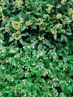 Pulmonaria 'Sissinghurst White' AGM with Skimmia 'Kew Green' AGM