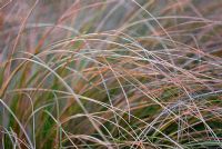 Carex flagellifera in winter