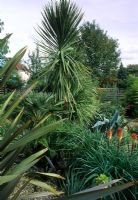 Tropical town garden in Autumn. Raised bed with Agave, red Aloe flower, Cordyline Phormium and Kniphofia - Radlett Avenue, Crystal Palace