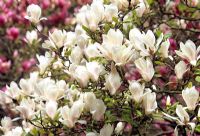 Magnolia denudata AGM