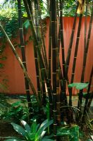 Bamboo stems infront of terracotta wall - Key West, USA