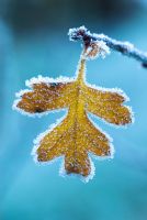 Crataegus monogyna - Hawthorn leaf in early winter with frost
