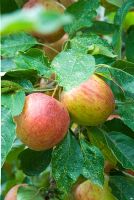Malus 'Jupiter' - Apples