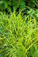 Milium effusum 'Aureum' - Beth Chatto's woodland garden