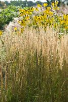 Calamagrostis x acutiflora 'Karl Foerster' with Rudbeckia laciniata 'Herbstsonne'