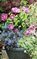 Tulipa 'Blue Diamond' emerging through Euphorbia amygdaloides 'Purpurea' in a tall pot edged with Polemonium 'Brise d'Anjou', Variegated ivy, Corydalis flexuosa 'Purple Leaf' and Viola 'Magnifico'