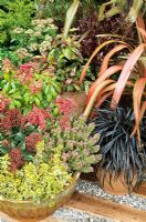 Phormium cookianum 'Jester', Ophiopogon nigrescens, Pittosporum 'Tom Thumb', Viburnum tinus, Leucothoe 'Rainbow', Pieris 'Valley Valentine', Skimmia 'Rubella', Euonymus fortunei 'Emerald 'n' Gold' and Hebe 'Red Edge' in pots on a timber and gravel path edge 