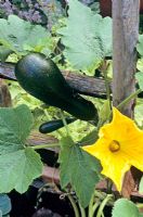 Cucurbita pepo 'Black Forest' - New variety of climbing courgette being trained up an old ladder