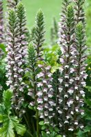 Acanthus mollis - Bear's Breeches