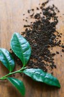 Camellia sinensis - Tea bush. Top two leaves of branch, which are the two leaves used for making tea.