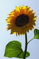 Helianthus annus - Sunflower