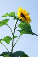 Helianthus annus - Sunflower