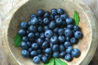 Vaccinium - Blueberries