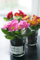 Colourful Primula planted in glass jam jars
