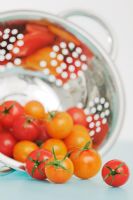 Tomatoes 'Santa', 'Sungold' and 'Piccolo'