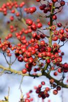 Crataegus monogyna - Hawthorn berries in sunny hedgerow