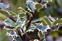 Ilex aquifolium 'Ferox Argentea' - Hedgehog holly