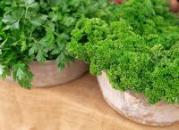 Terracotta containers with Petroselinum crispum and Petroselinum hortense filicinum - flat leaf Parsley