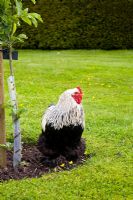 A Cockerel in a garden