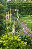 View from a herbaceous border to a lawn with Digitalis, Geranium, Campanula and Buxus topiary in background