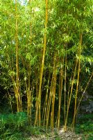 Phyllostachys vivax 'Aureocaulis'