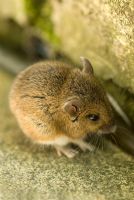 Wood mouse