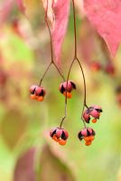 Euonymus oxyphyllus - Autumn berries and leaves
